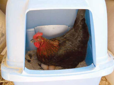 Creative Nesting Boxes Image